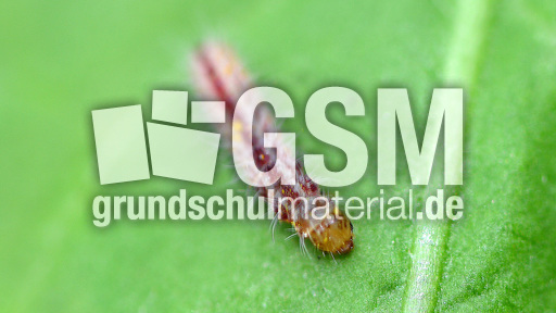 Schmetterlingsraupe (14).jpg